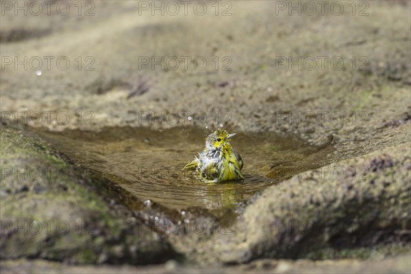 Yellow Warbler (Dendroica petechia) taking a bath