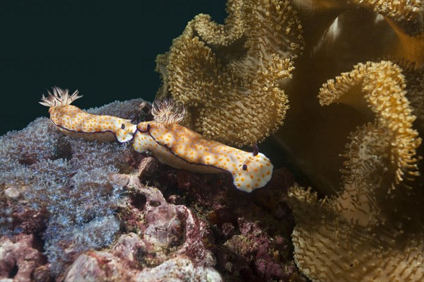 Sea Slugs (Risbecia pulchella)