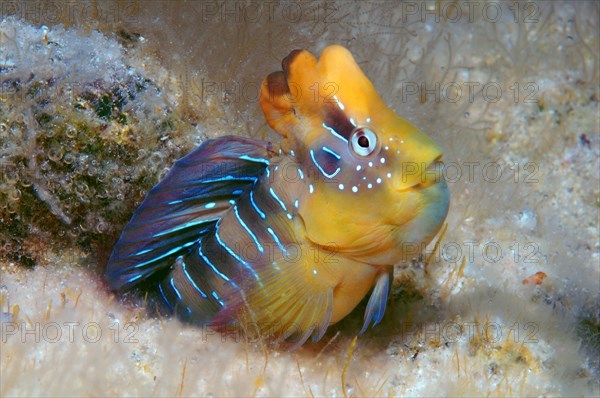 Peacock Blenny (Salaria pavo)