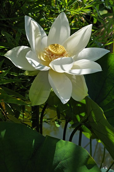 White Lotus Flower (Nelumbo sp.)