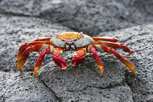 Sally Lightfoot crab (Grapsus grapsus)