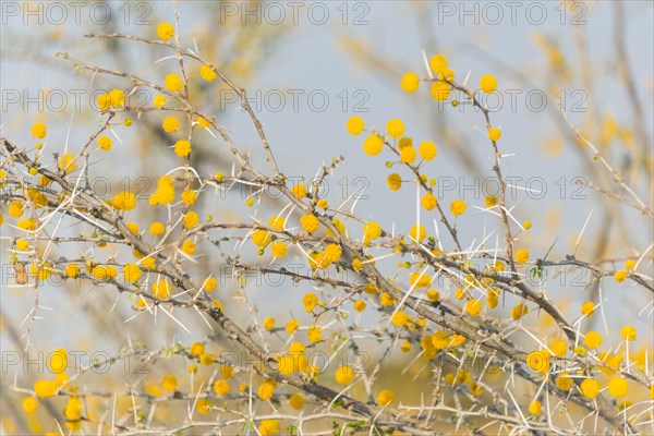 Camel thorn tree (Acacia erioloba)