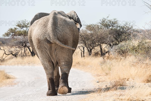 African Bush Elephant (Loxodonta africana)