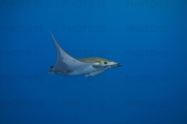 Sicklefin Devil Ray or Box Ray (Mobula tarapacana)