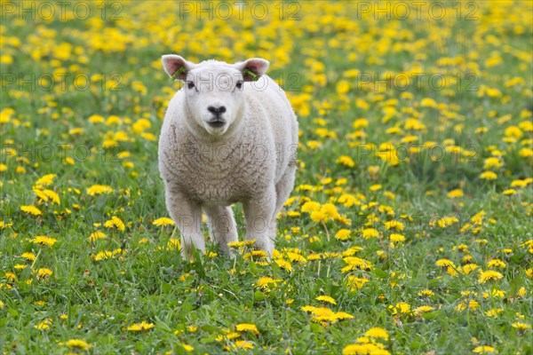 Lamb (Ovis orientalis aries) standing in dandelion meadow