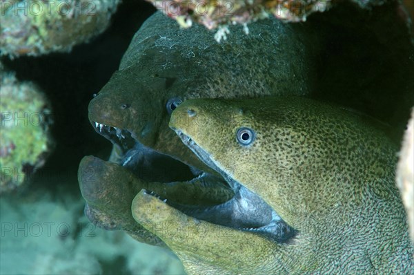 Giant Morays (Gymnothorax javanicus)