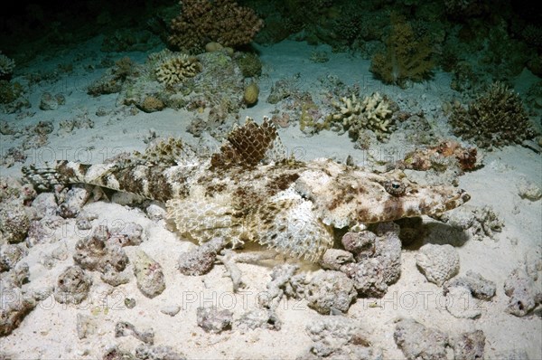 Tentacled Flathead (Papilloculiceps longiceps)