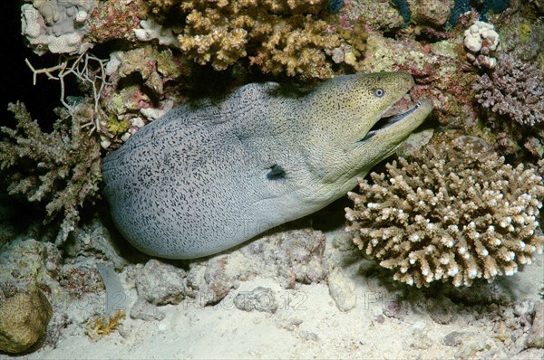 Giant Moray (Gymnothorax javanicus)