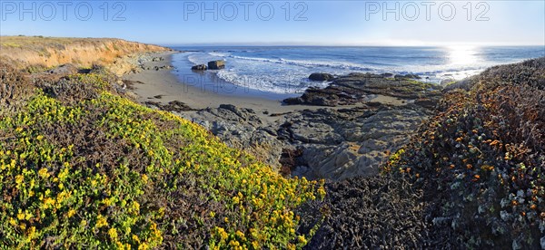 Pacific beach overgrown with mosses and lichen near Cambria