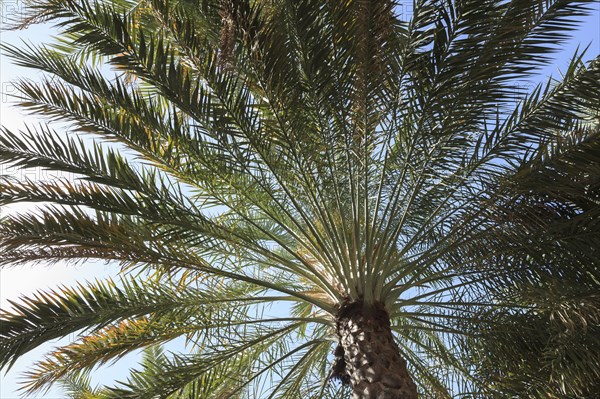 Date Palm (Phoenix dactylifera)