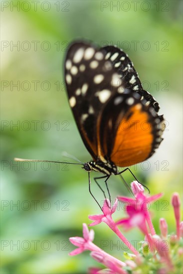 Ismenius Tiger or Tiger Heliconian (Heliconius ismenius)