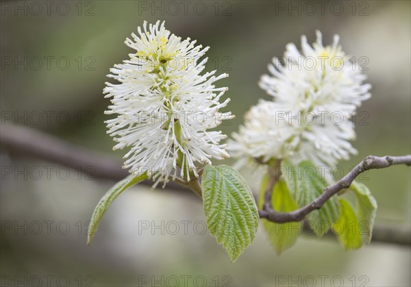 Mountain Witch Alder (Fothergilla major)