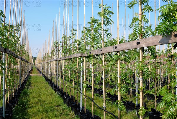 Ash trees (Fraxinus sp.) in a tree nursery