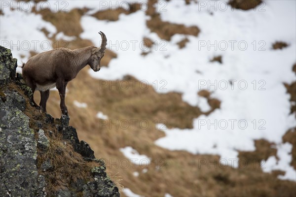 Alpine Ibex (Capra ibex)