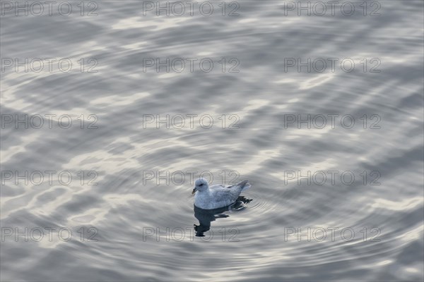 Northern Fulmar (Fulmarus glacialis) in the sea