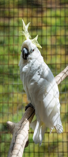 Sulphur-crested Cockatoo (Cacatua galerita)