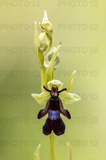 Fly Orchid (Ophrys insectifera)