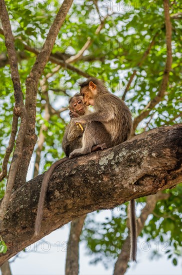 Two rhesus monkeys (Macaca mulatta)