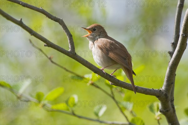 Nightingale (Luscinia megarhynchos)