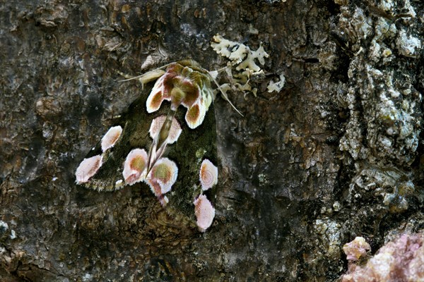 Peach Blossom (Thyatira batis)