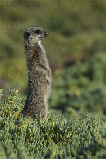 Meerkat (Suricata suricatta)