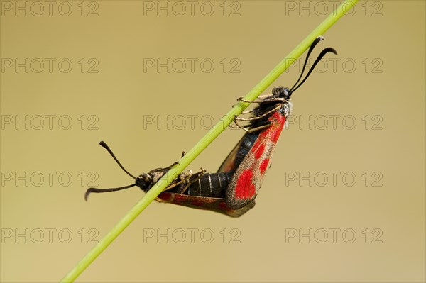 Slender Scotch Burnet (Zygaena loti)