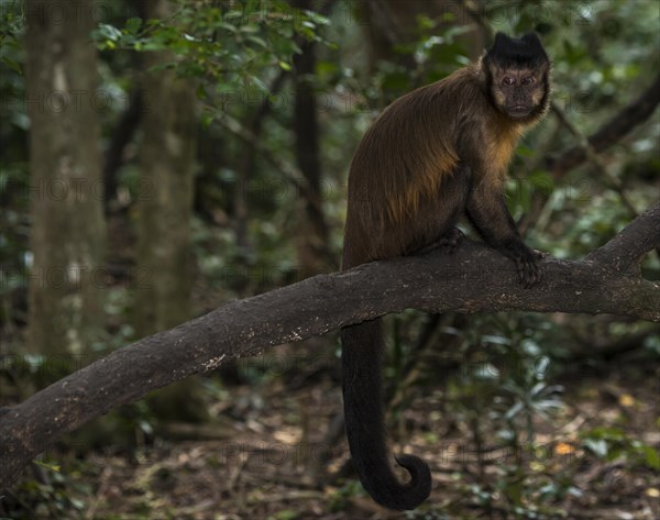 Tufted capuchin (Cebus apella)