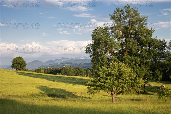 Cow pasture near the pilgrimage church of Wilparting