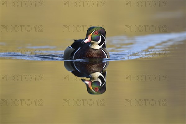 Wood Duck (Aix sponsa)