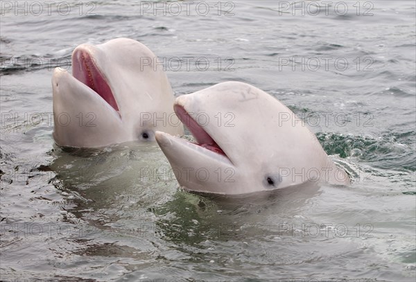 Two Beluga Whales or White Whales (Delphinapterus leucas)