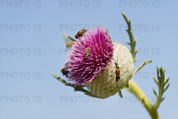 Woolly Thistle (Cirsium eriophorum)