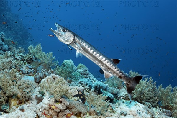 Blackfin Barracuda (Sphyraena qenie) in cleaning station with Bluestreak Cleaner Wrasse (Labroides dimidiatus)