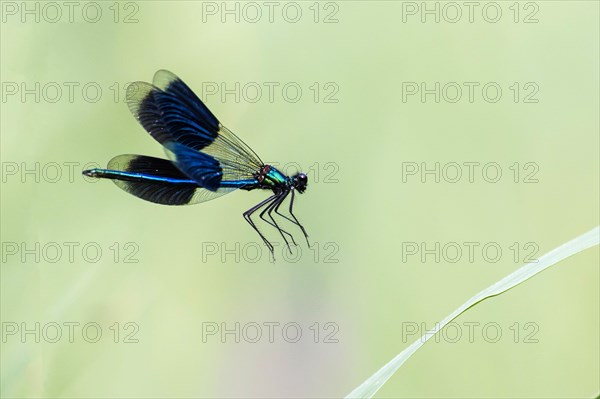 Banded demoiselle (Calopteryx splendens)