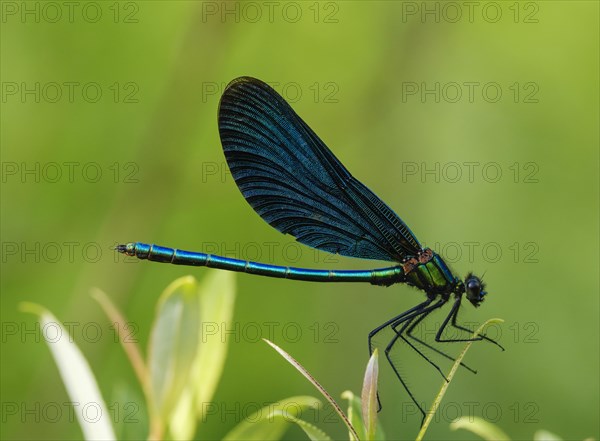 Beautiful demoiselle (Calopteryx virgo)