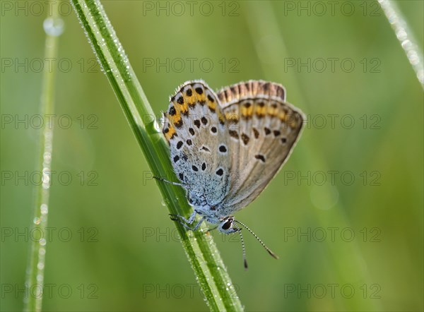 Idas blue (Plebejus idas)