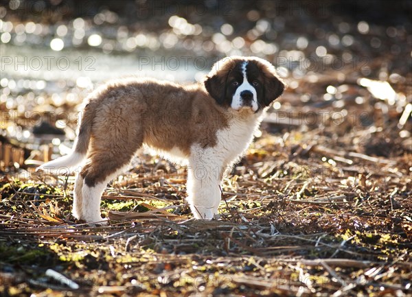 Saint Bernard puppy standing on the shore of a pond