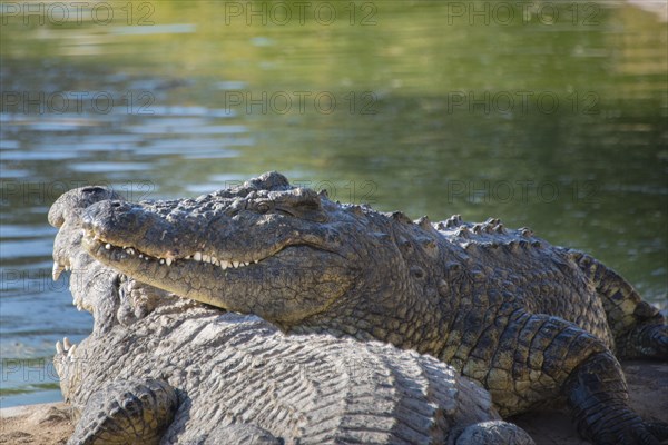 Nile Crocodiles (Crocodylus niloticus)