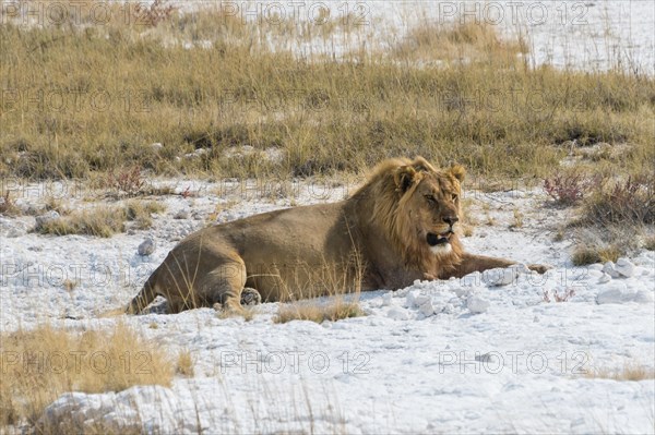 Lion (Panthera leo)