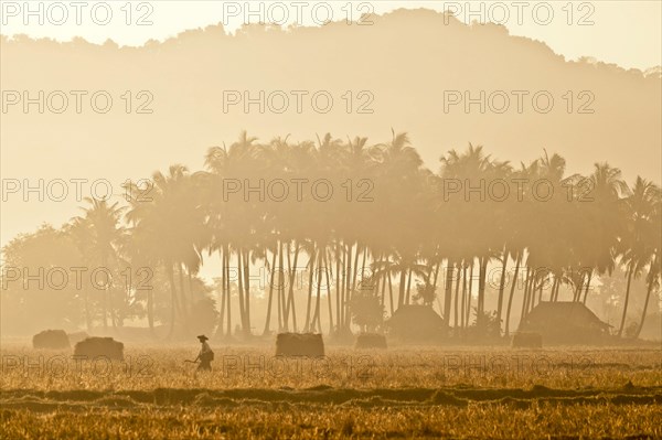 Morning mood in a rice paddy