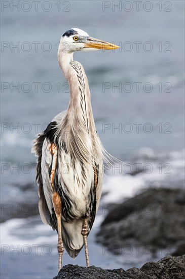 Great blue Heron (Ardea herodias)