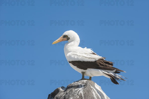 Nazca Booby (Sula granti)