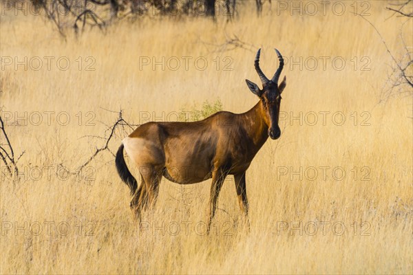 Red hartebeest