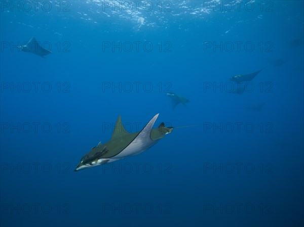 Sicklefin Devil Rays or Box Rays (Mobula tarapacana)