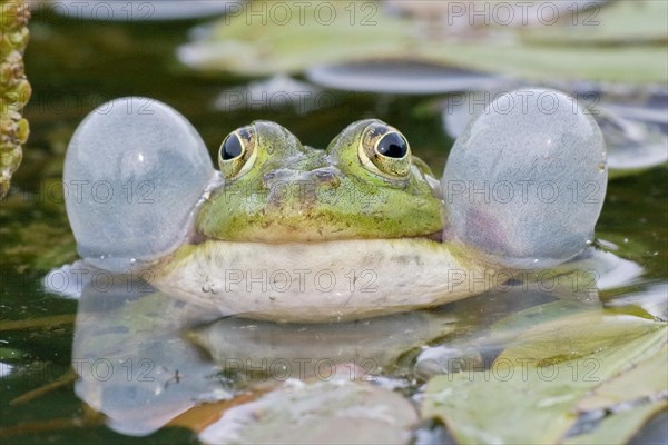 Common Water Frog (Rana esculenta) with vocal sacs