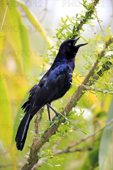 Boat-tailed Grackle (Quiscalus major)