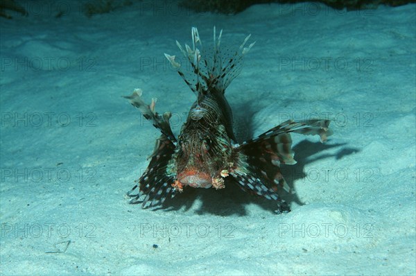 Red Lionfish (Pterois volitans)