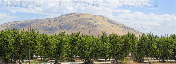 Nectarines (Prunus persica var nucipersica)