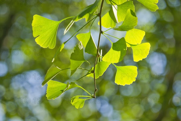 Ginkgo (Ginkgo biloba)