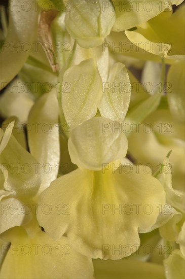 Pale-flowered Orchid (Orchis pallens)
