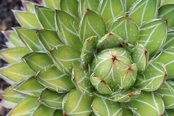 Queen Victoria Agave or Royal Agave (Agave victoriae-reginae)